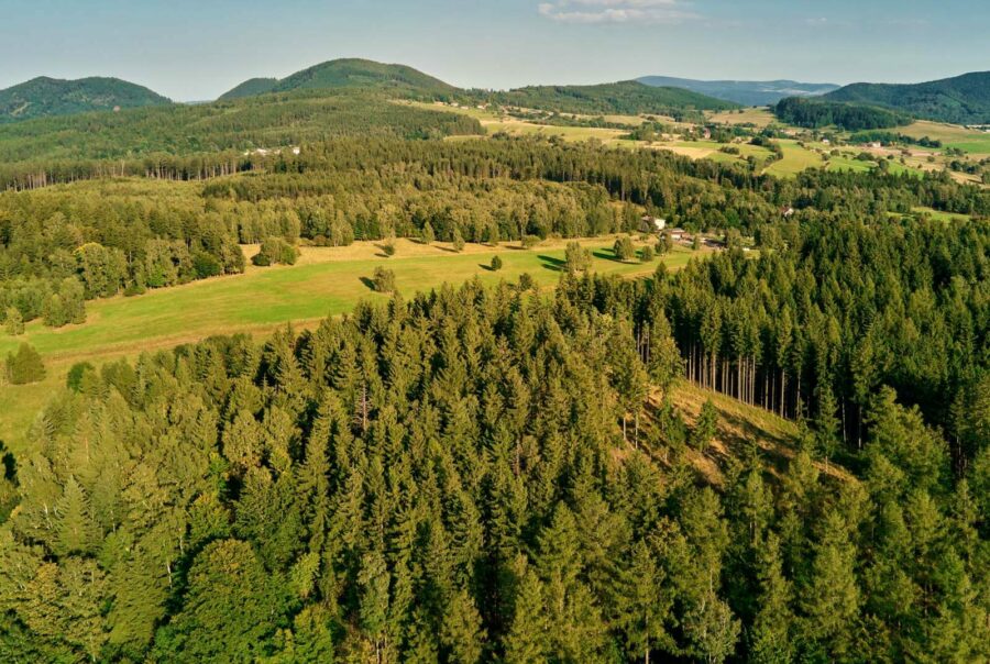 News Laurie Forestry Ltd