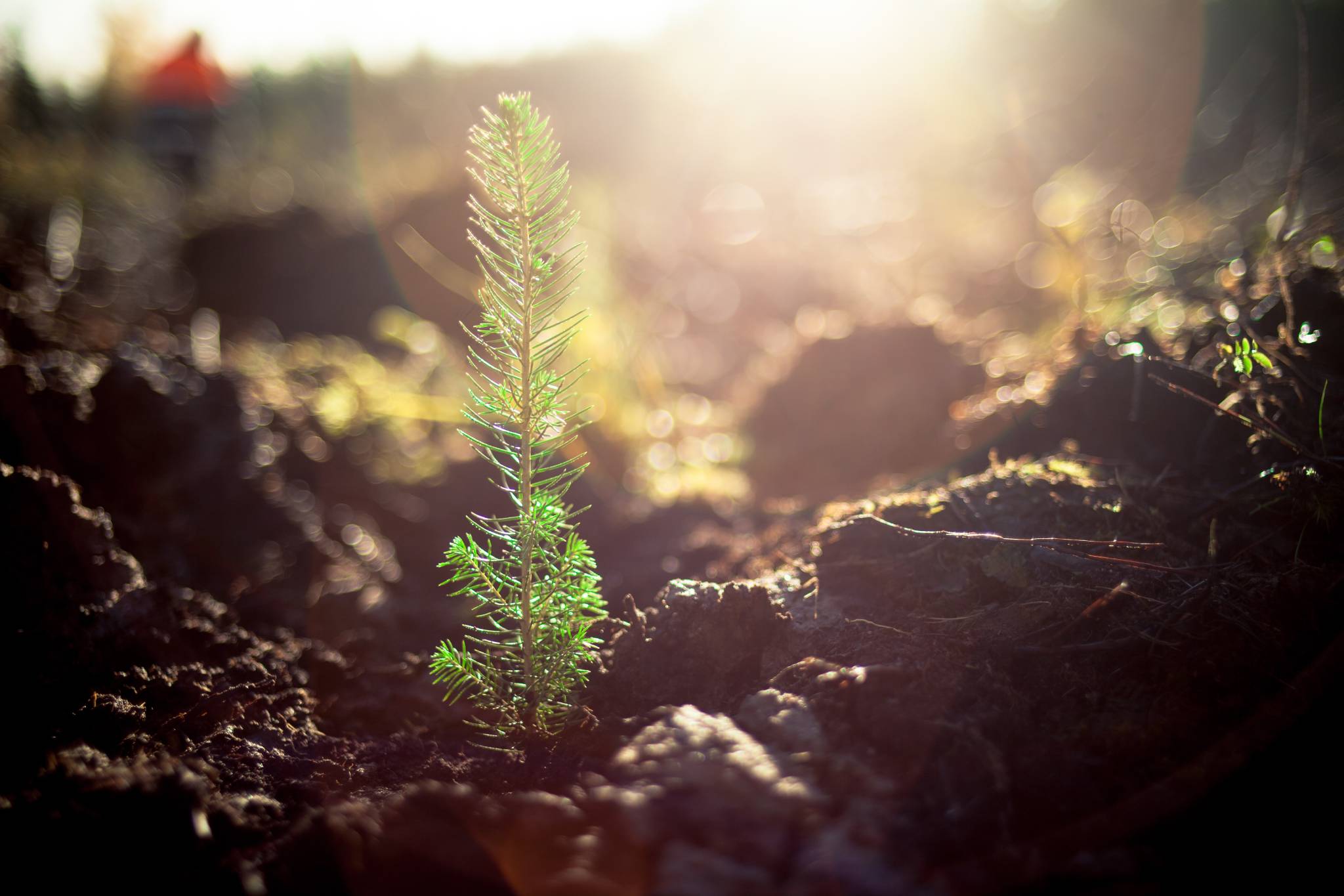 The NZ Government Is Intent On Planting 1 Billion Trees